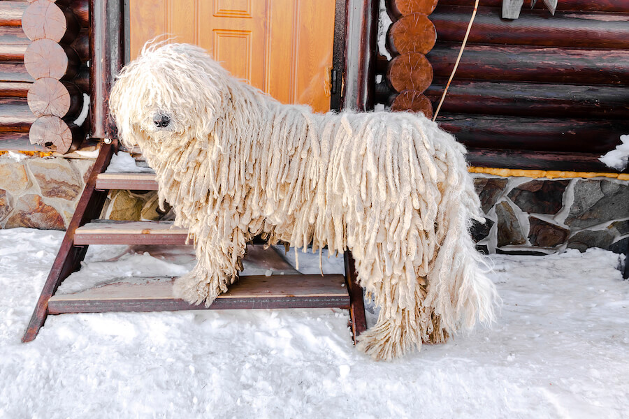 Komondor zimą