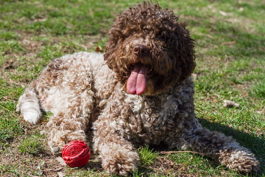 Lagotto Romagnolo i włóczka