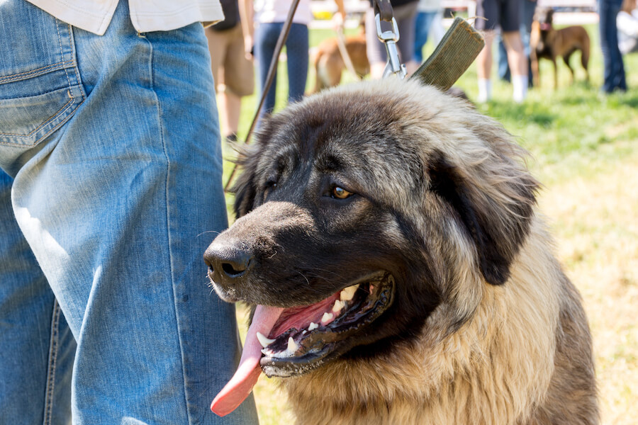 Leonberger obok opiekuna
