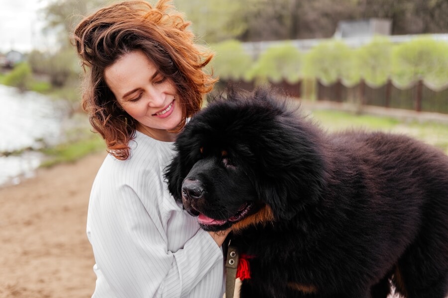 Mastif Tybetański z opiekunką