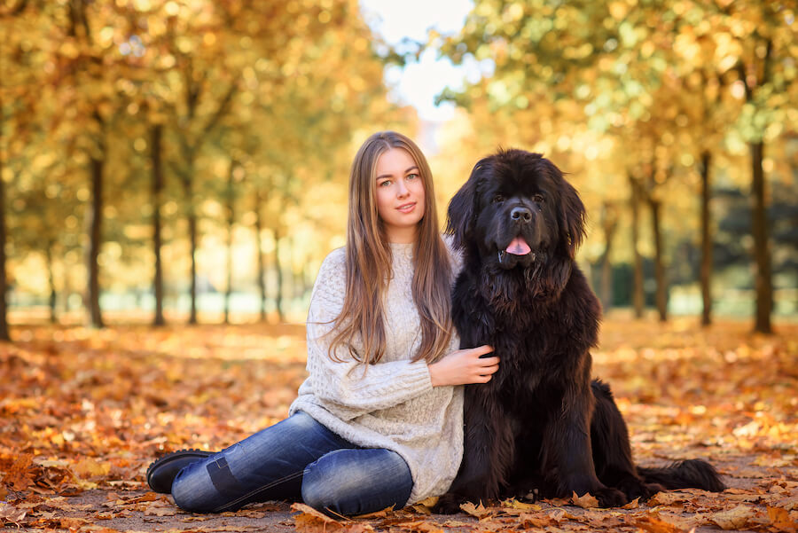 Nowofundland w parku