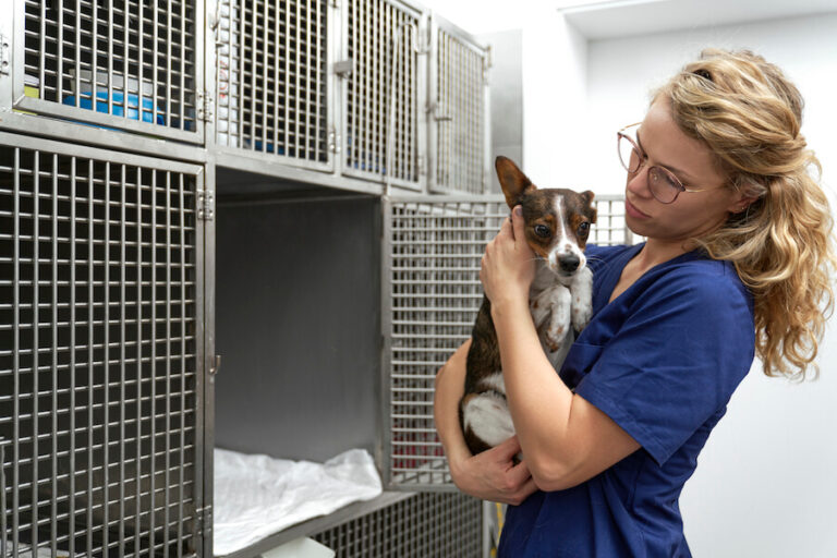 Opiekunka w schronisku z pieskiem