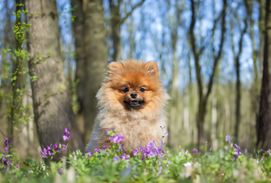 Pomeranian szpic miniaturowy