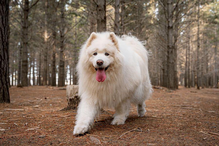 Samojed w lesie