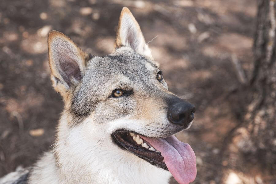 Wilczak czechosłowacki