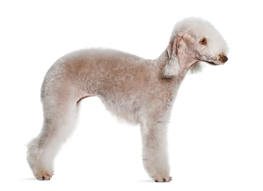 Bedlington Terrier na białym tle