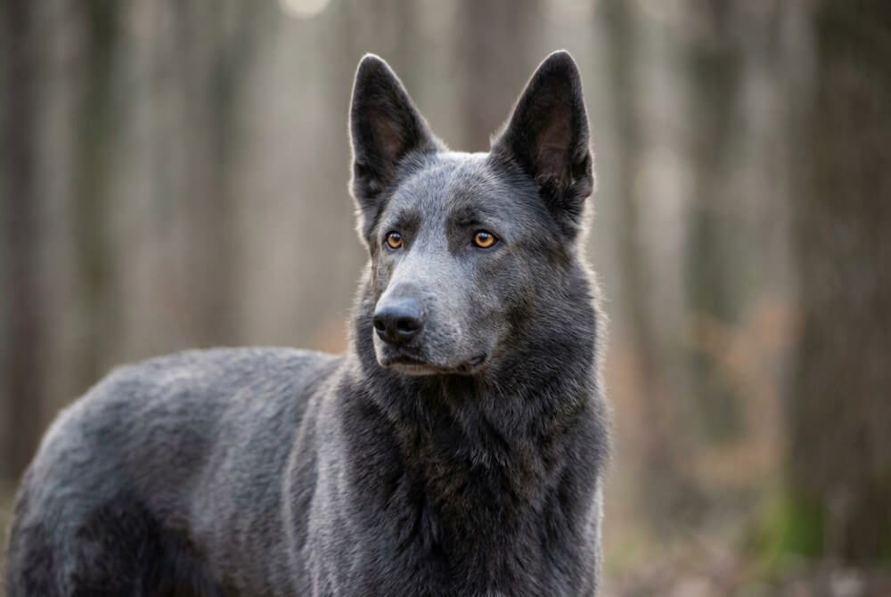 Blue Bay Shepherd o niebieskoszarej sierści i jasnych bursztynowych oczach, wilczy typ głowy w naturalnym świetle