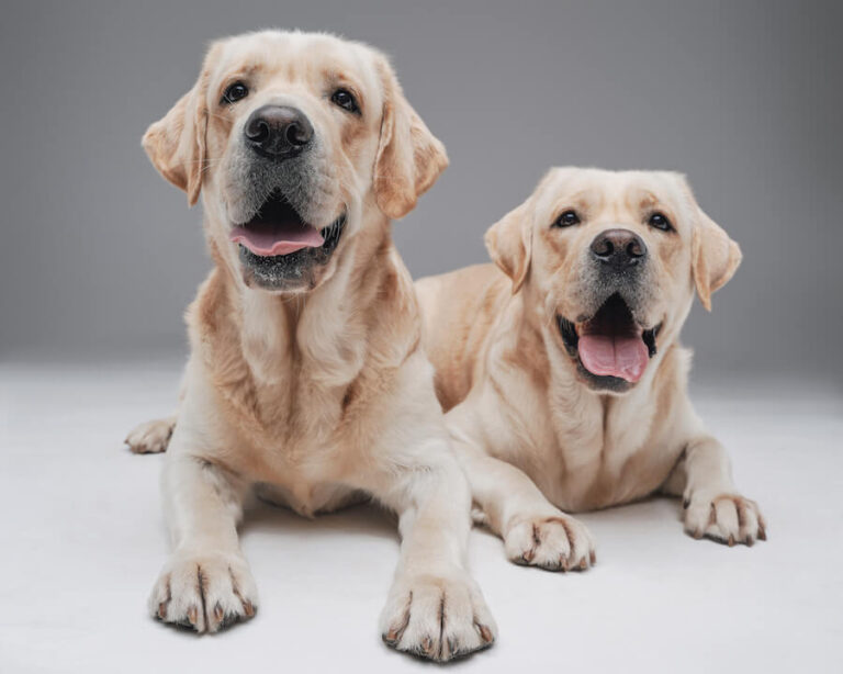 Dwa labradory