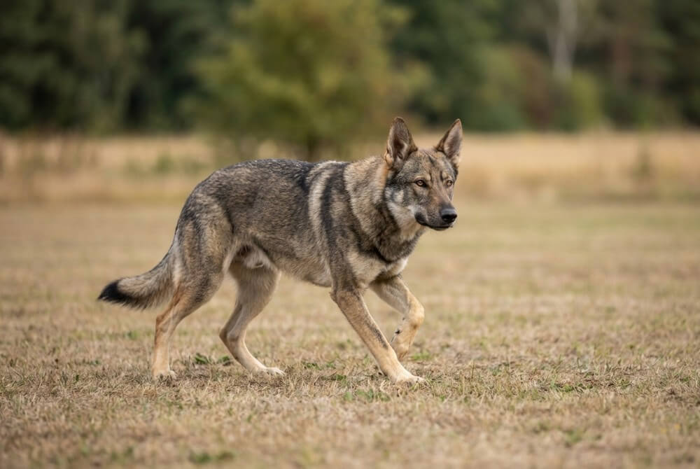 Kunming Wolfdog w typie owczarka, skupiony podczas ćwiczenia posłuszeństwa na zewnątrz w naturalnym świetle