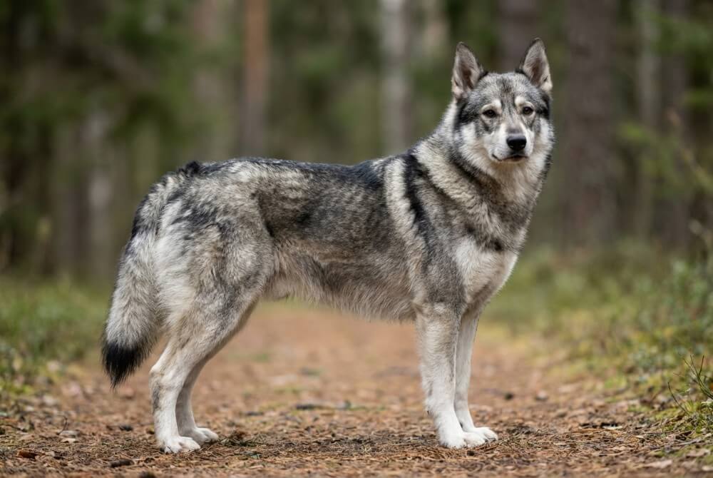 Łajka wschodniosyberyjska, duża łajka o podwójnej sierści, stoi czujnie na leśnej ścieżce