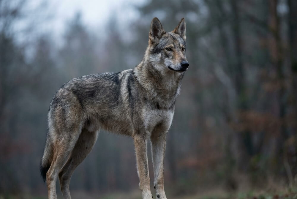 Marxdorfer Wolfdog o pół-wilczym wyglądzie, czujny w półprofilu na tle spokojnego lasu