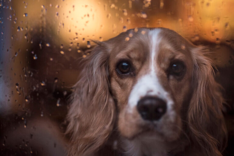 Pies za szybą