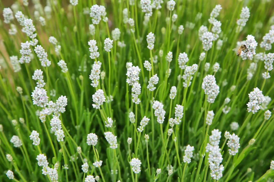 Odmiany kolorystyczne lawendy