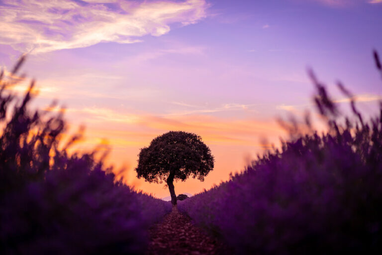 Drzewo na środku pola lawendowego