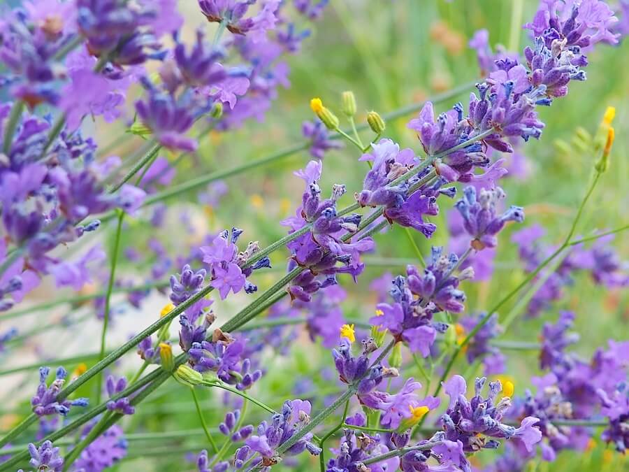 Lawenda szerokolistna