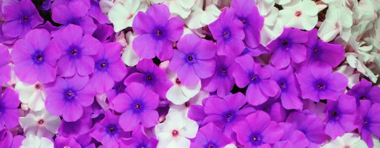 Floksy fioletowe i białe