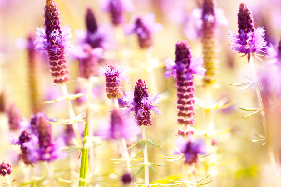 Lawenda francuska Bella Rose