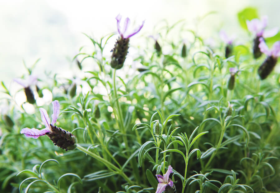 Lawenda francuska Papillon