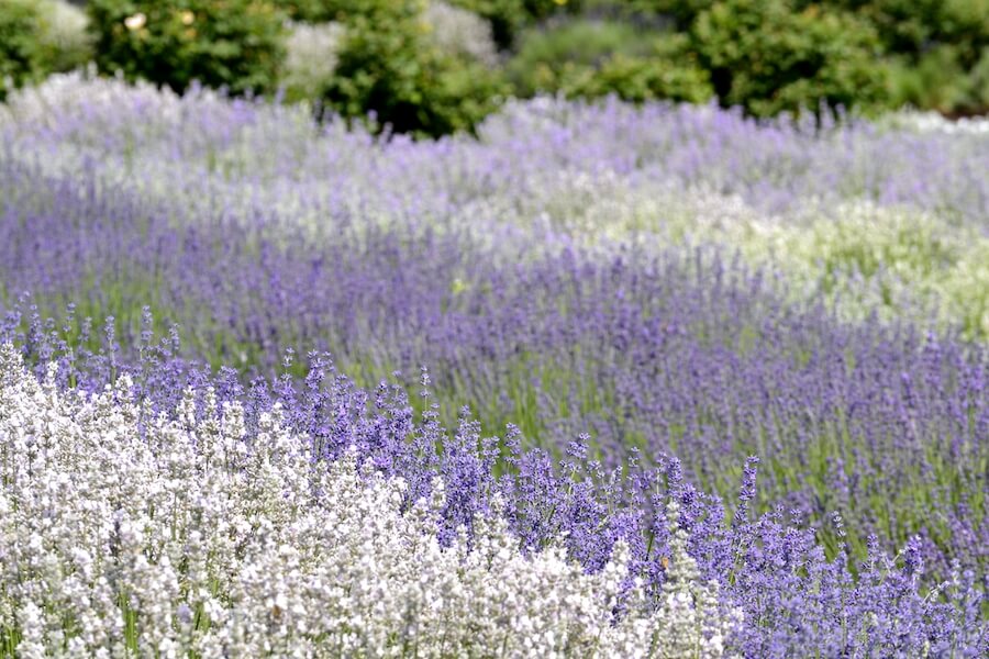 Odmiana lawendy o kwiatach białych