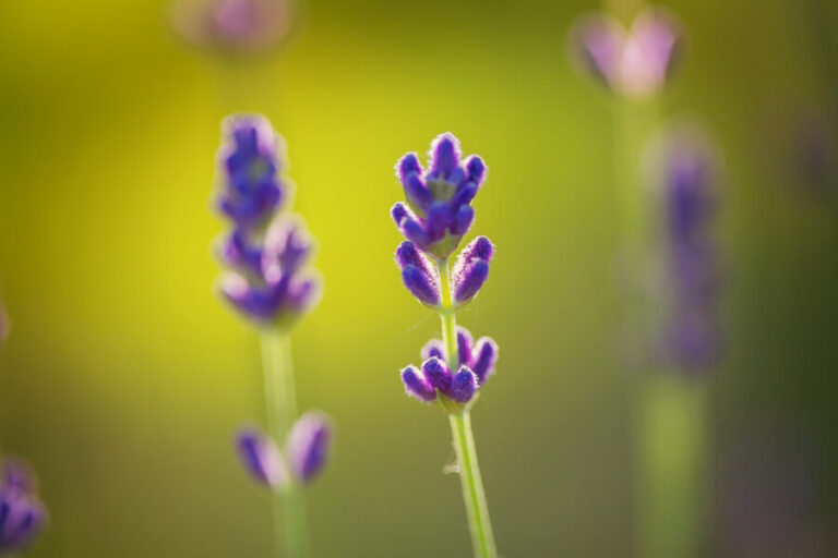 Lawenda pośrednia z bliska