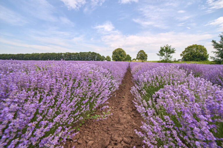 Lawenda rosnąca na polu