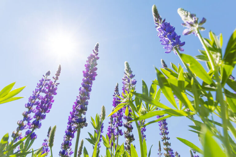Lawenda w blasku słońca