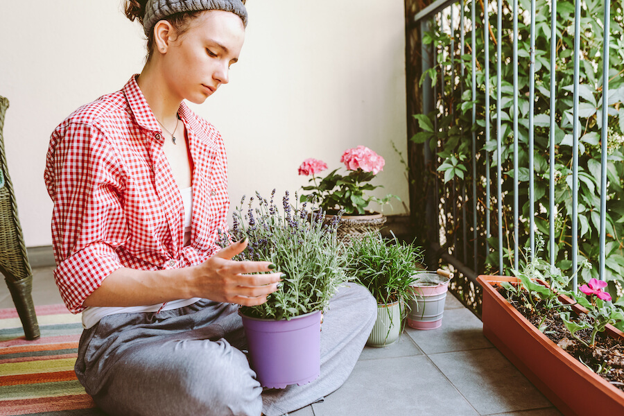 Lawenda w doniczce trzymana przez kobietę na balkonie podczas pielęgnacji rośliny