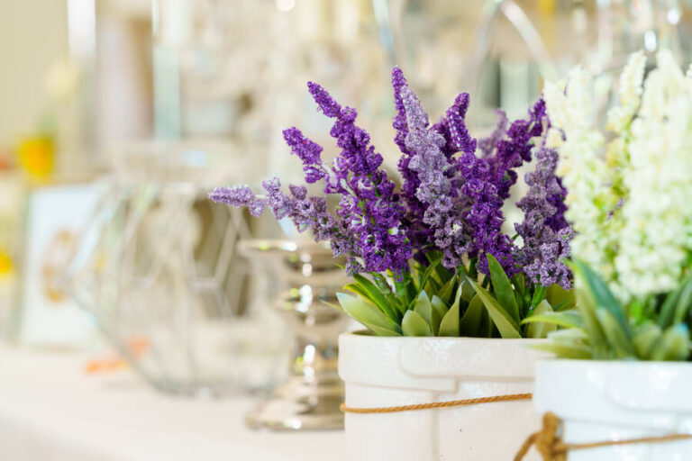 Lawenda w doniczce w domu