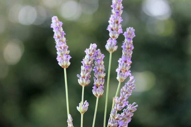 Lawenda wąskolistna