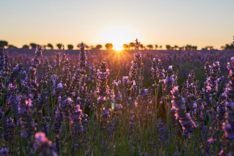 Lawenda zachód słońca
