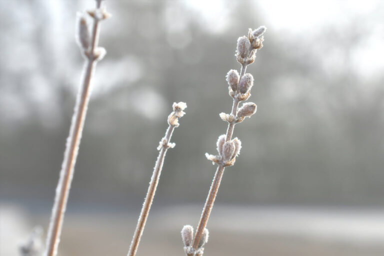 Mrozoodporna lawenda