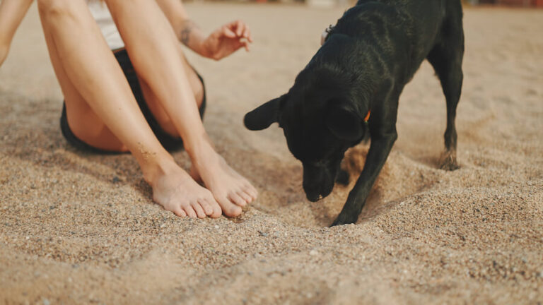 Pies liżący stopy kobiety