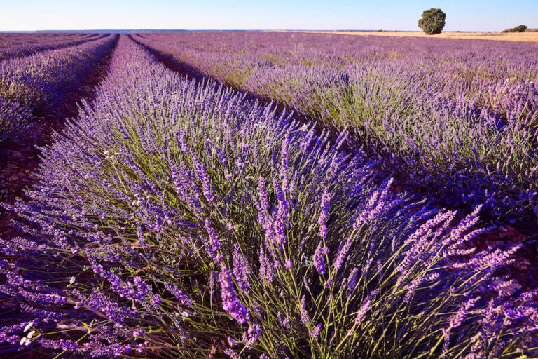 Pole lawendowe