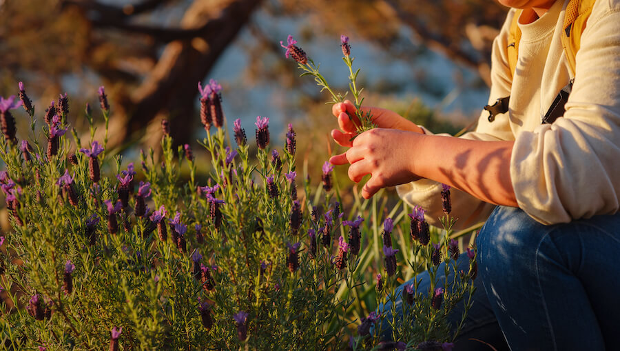 Dłonie zbierające lawendę na łące