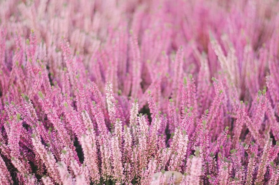 Lawenda wąskolistna