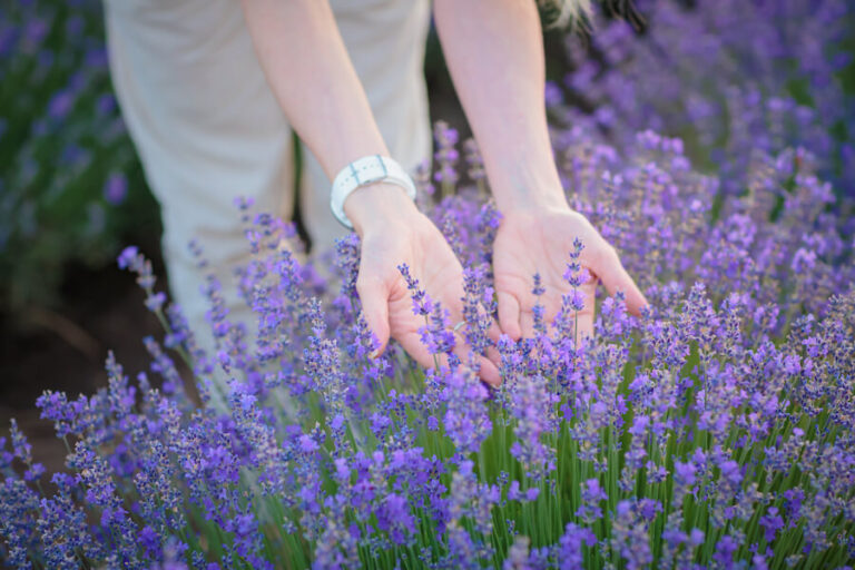 Dłonie wyciągnięte w kierunku lawendy