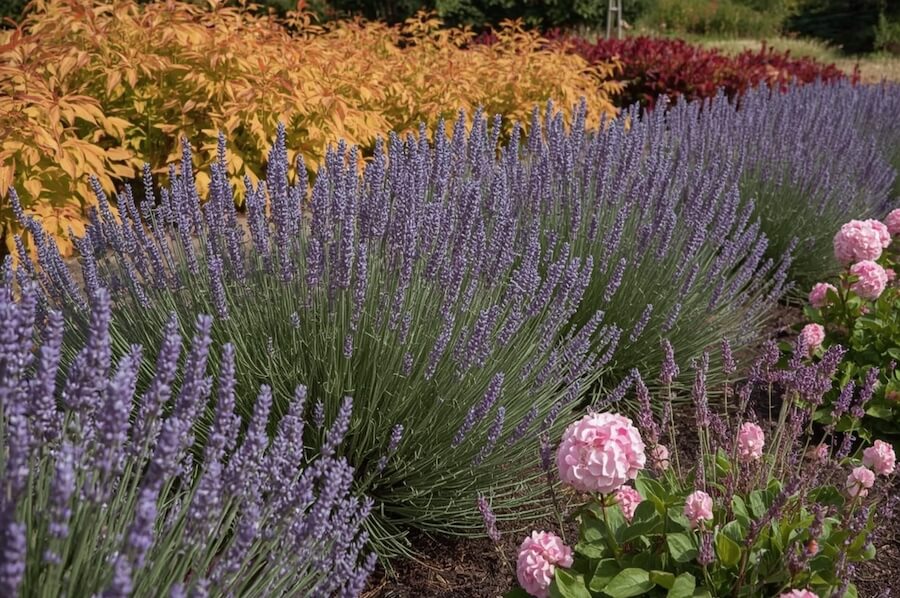 Kompozycja z lawendy i innych roślin oraz kwiatów