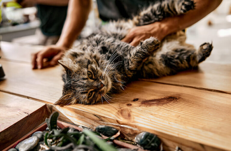 Martwy kot trzymany przez kobietę