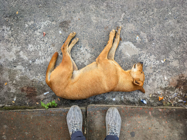 Martwy pies przed nogami