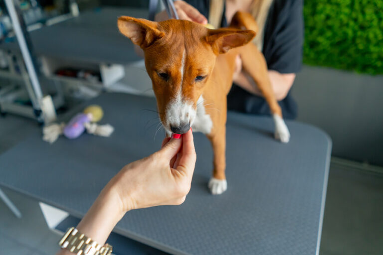 Piesek, który jest odrobaczany