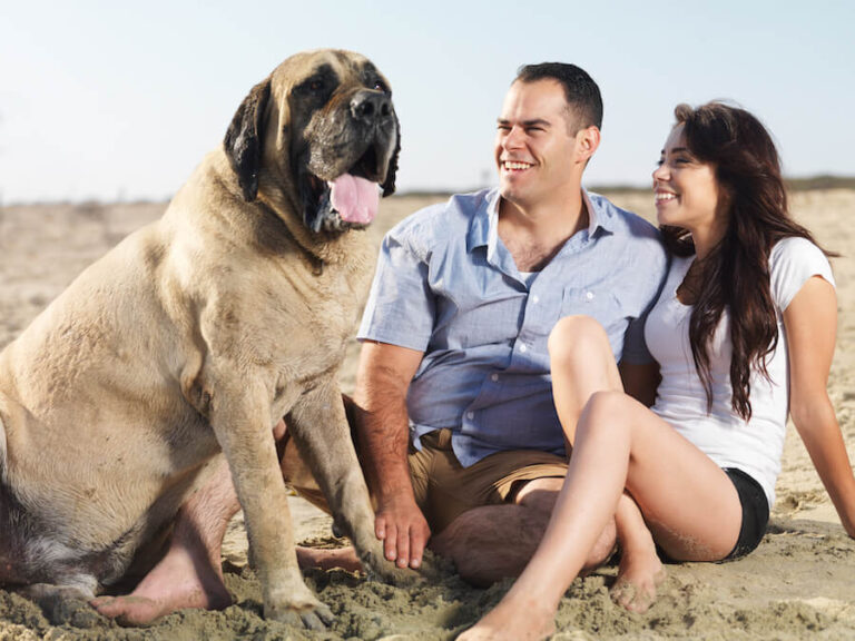 Mastif angielski pies przy dwójce ludzi