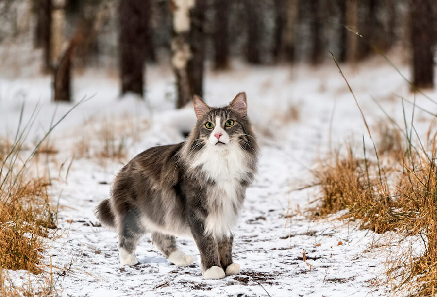 Kot norweski leśny