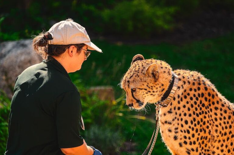 Pracownik ZOO z gepardem
