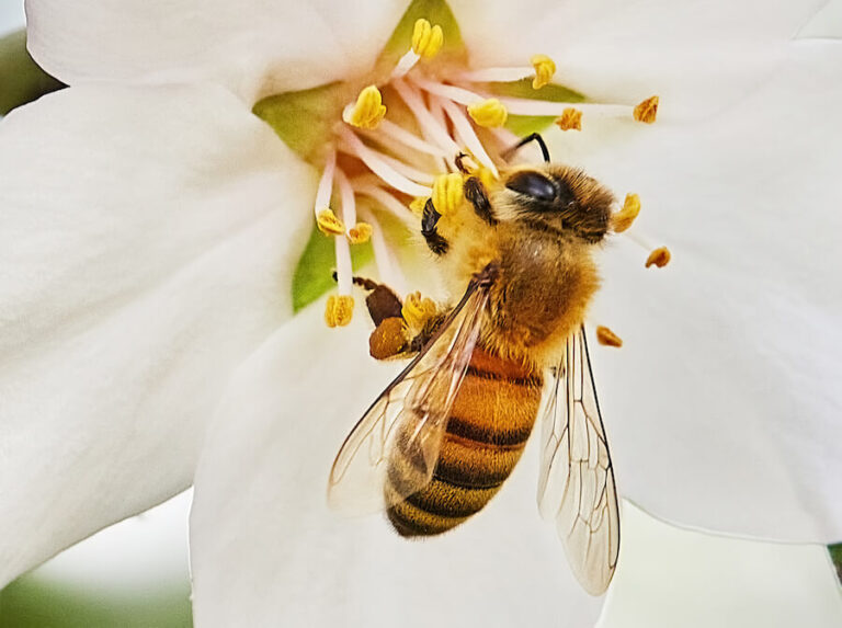 Pszczoła zapylająca kwiat