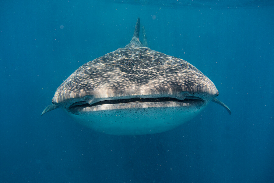 Rekin wielorybi od przodu