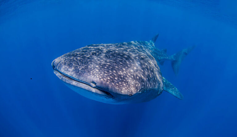 Rekin wielorybi pod wodą
