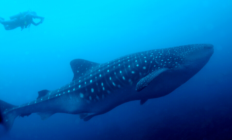 Rekin wielorybi w głębinach i pływak