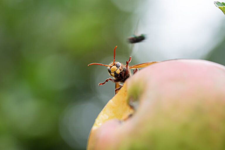 Szerszeń na jabłku