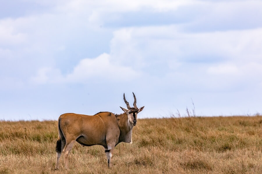 Eland wielki w naturalnym środowisku