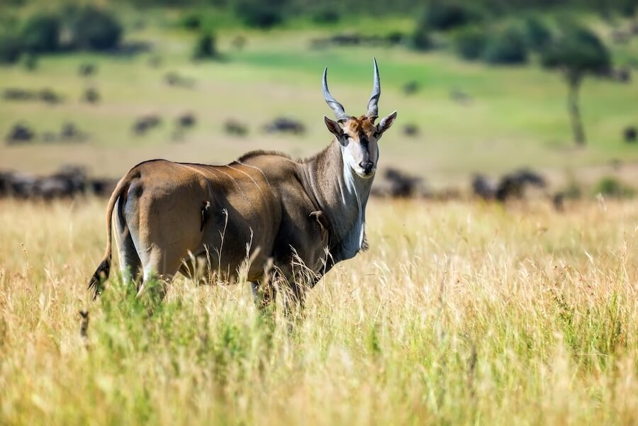 Eland